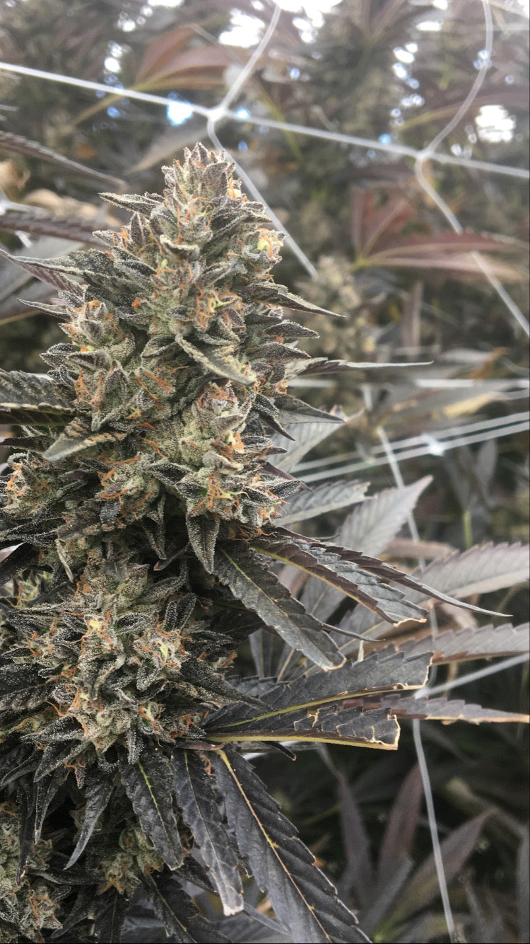 Greenhouse THCA Flower