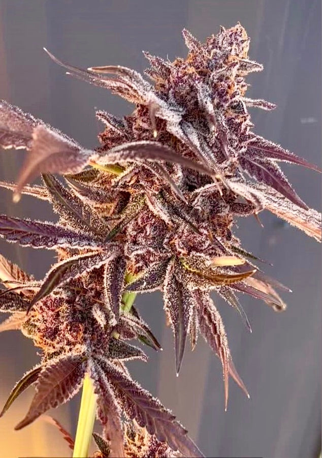 Top Shelf Exotic THCA Flower