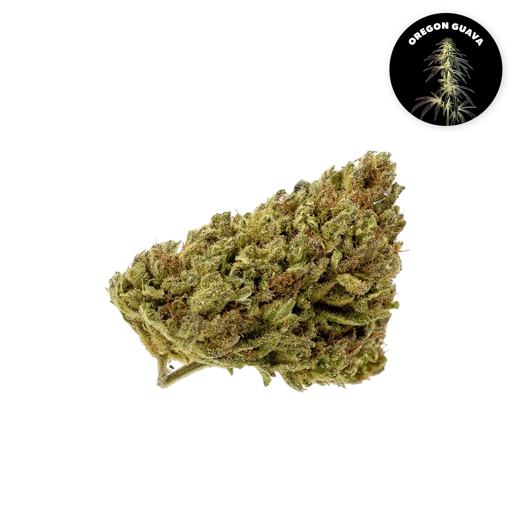 Oregon Guava CBD Organic Hemp Flower 3.5